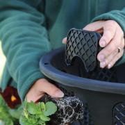 A basket being filled with plug plants. Picture: Thompson & Morgan/PA.