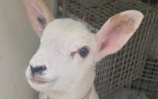 The little lost lamb from Crook now being looked after by the RSPCA
