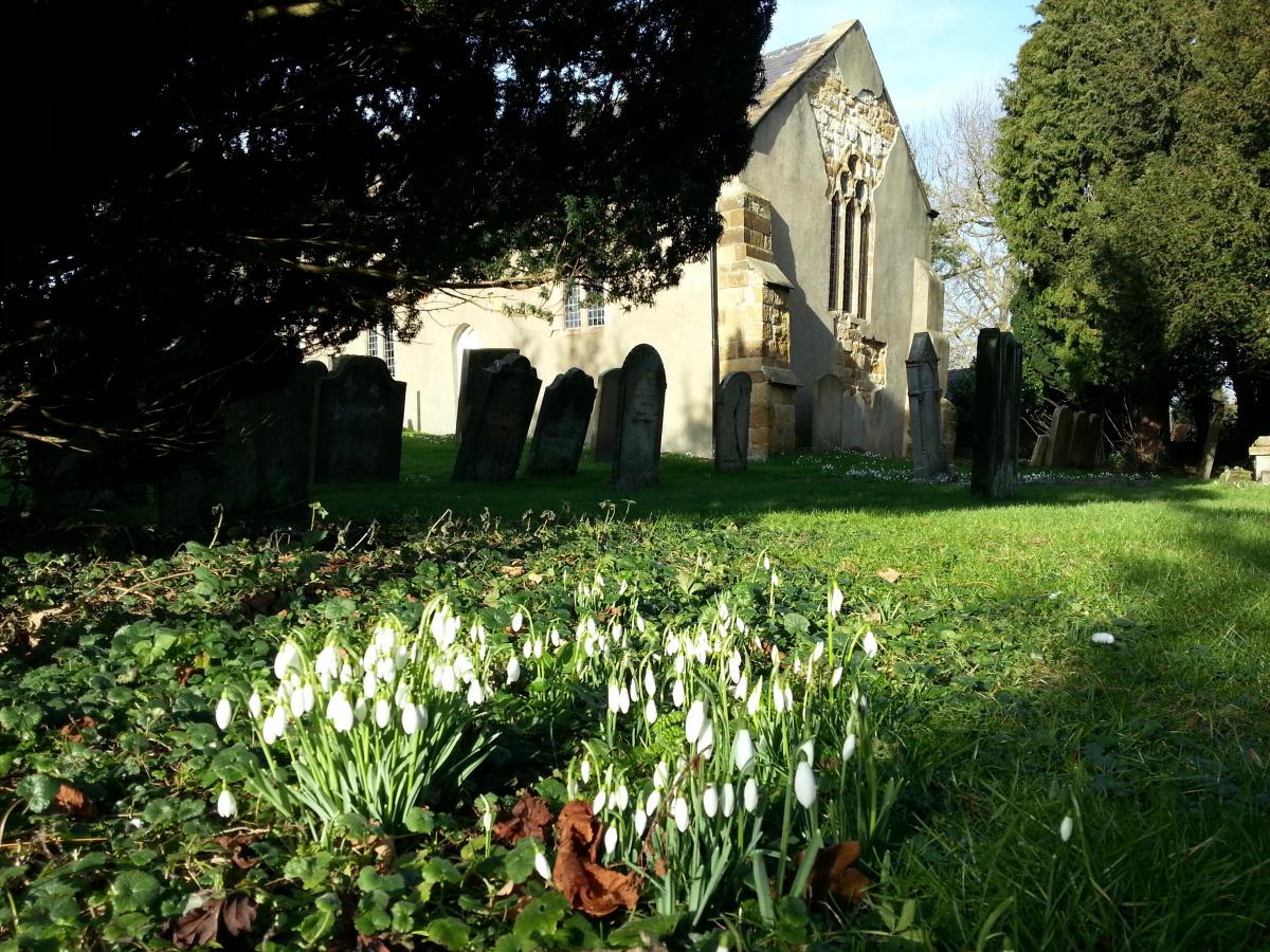 Snowdrops in the churchyard at South Kilvington, near Thirsk, by John Carrington, of Sowerby