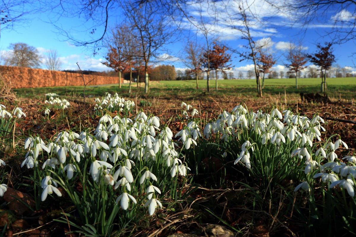 Snowdrops near Wycliffe, County Durham, by Richard Laidler, of Hutton Magna