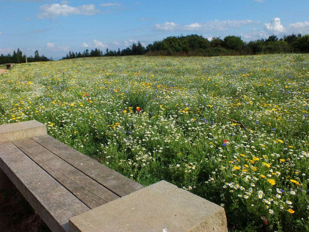 The wild flower display on the hill next to West Park, Darlington, as pictured by Josephine Jones