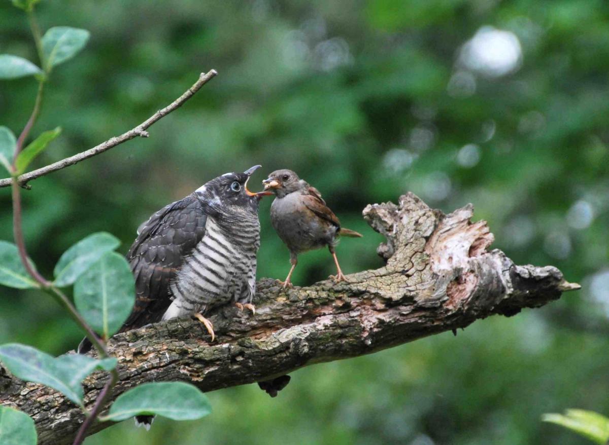 Steve Weighell and his wife, Joan, got an amazing view for 20 minutes in early August of a young cuckoo being fed by its adoptive parent – a dunnock – just six yards from their window in Middleton St George, near Darlington. "We are hoping that the cu