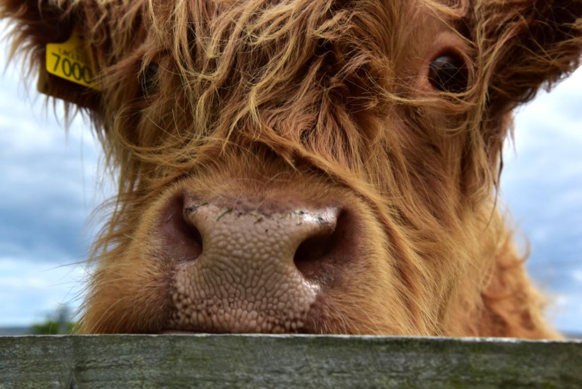 "I was taking photos near Whitby recently, and it was a bit scary when I was looking through my camera and this big brown nose came right up to me," said Ian Thomas of Richmond as he sent in this splendid picture