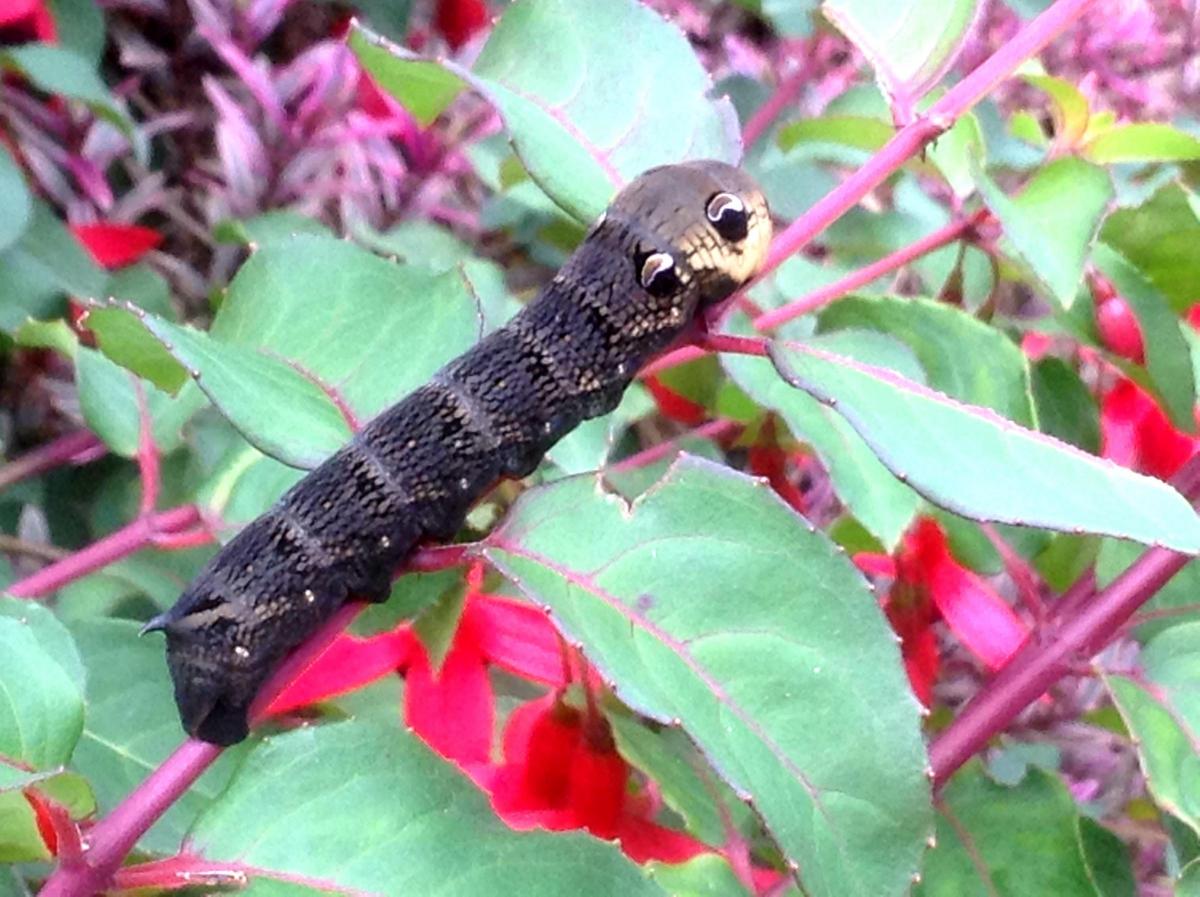 A small elephant hawk moth caterpillar or Deilephila Porcellus spotted recently in my neighbour's garden. Picture:Libby Harding, Leeming