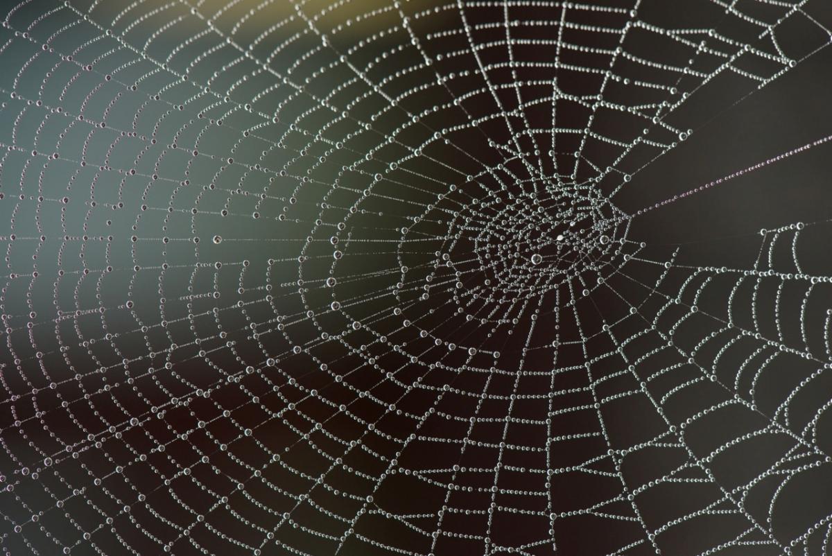 Photographer Ian Thomas, of Richmond, says: "These damp misty mornings make for great macro shots of spiders' webs – you can see them everywhere covered in droplets." They are little works of art.