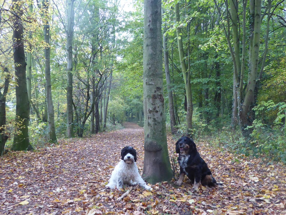 Julie Ford took this picture of her dogs, Teddy and Sam, desperately trying to sit still for the camera in Ormesby Hall grounds at the beginning of December