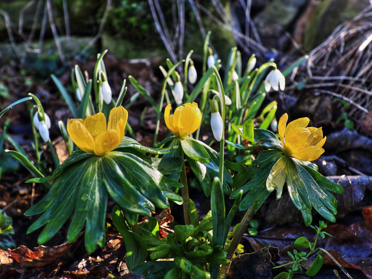 Snowdrops and aconites at West Middleton Farm, Hutton Magna, by Richard Laidler
