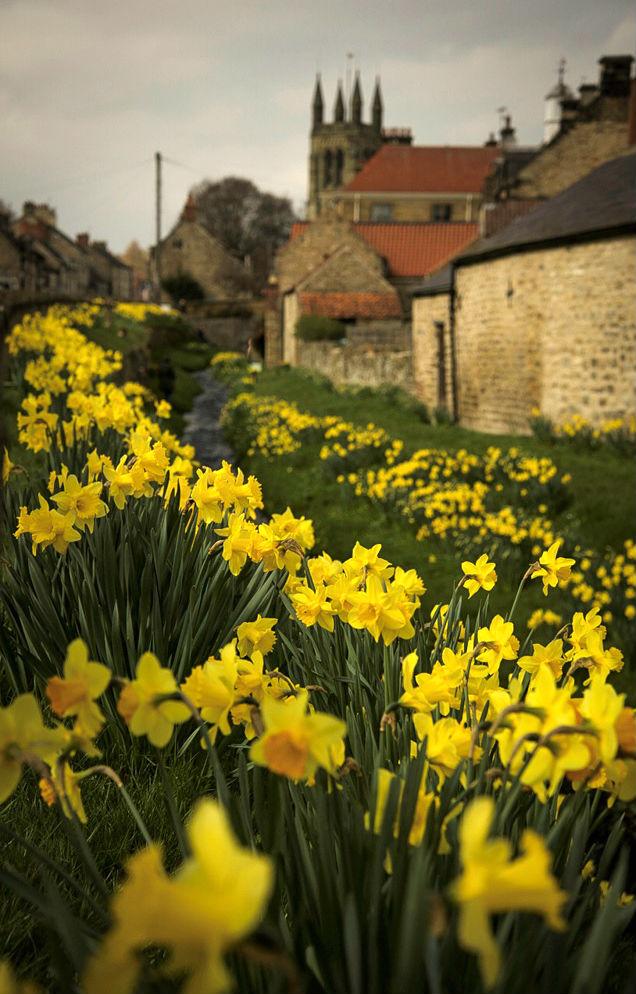 Ian Thomas of Richmond went out for a ride and found this splendid display of daffodils at Helmsley