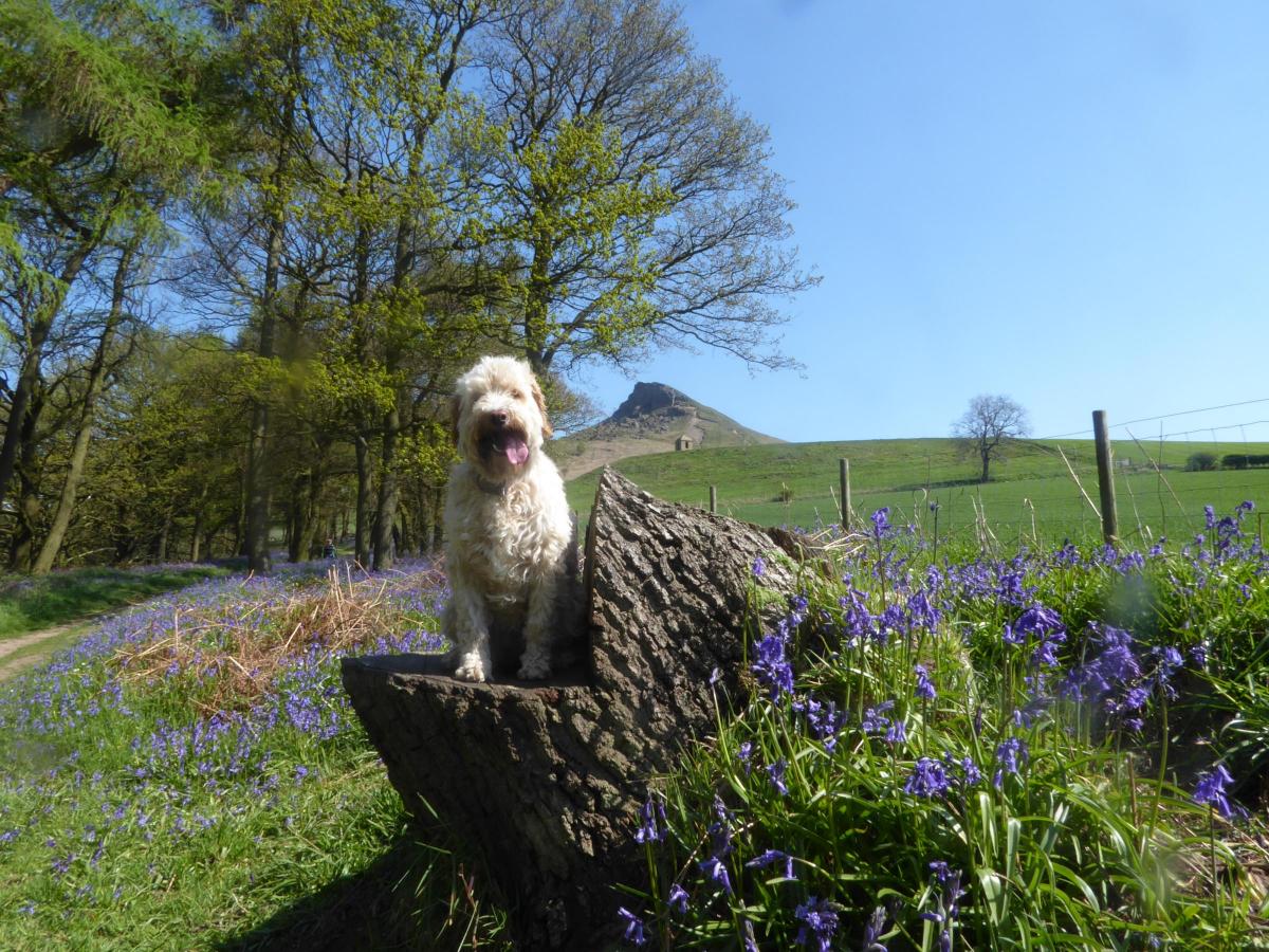 Julie Ford of Ingleby Barwick sent in this delightful picture of Jessie having a rest on the way up Roseberry Topping.