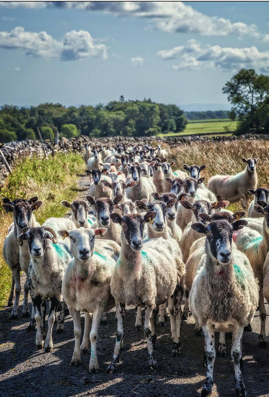 "Rush hour in Teesdale" is what photographer Gary Richardson calls this photograph