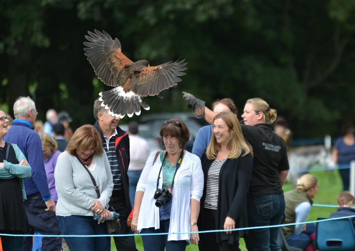 Visitors to Bowes Agricultural show duck as a bird of prey from Walworth Castle swept in to land on its handler's glove. The moment was captured by Mike Grierson of Eaglescliffe