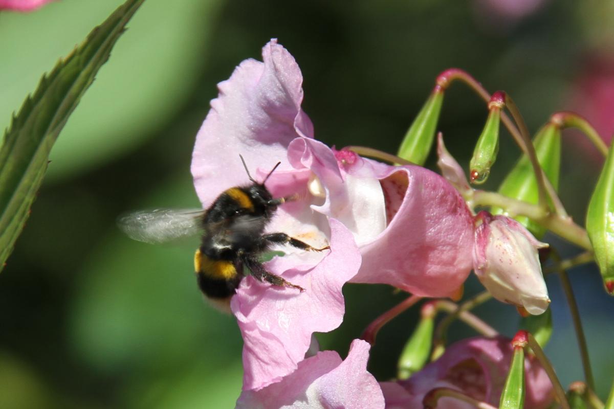 A bee enjoying a Himalayan Balsam flower, by Brian Morland of East Tanfield