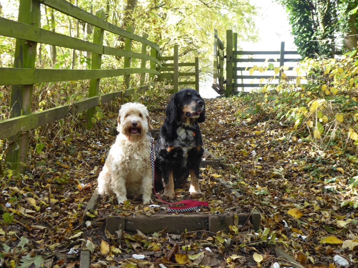 Jessie and Sam enjoying the autumnal colours and sounds in the grounds of Ormesby Hall in Middlesbrough. By John Clark of Normanby