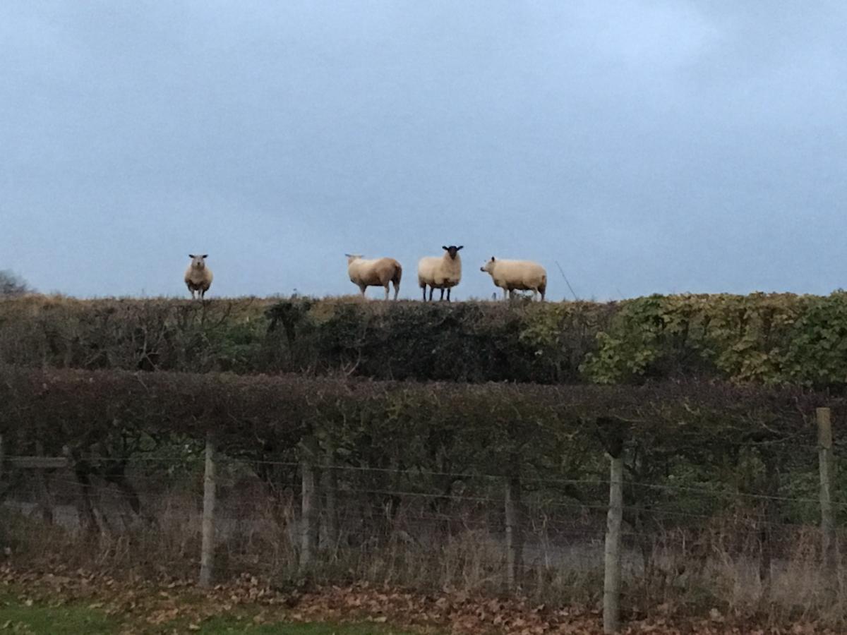 Andrea Bartlem of Carthorpe, near Leyburn, encountered these very athletic sheep apparently standing on top of a hedge.