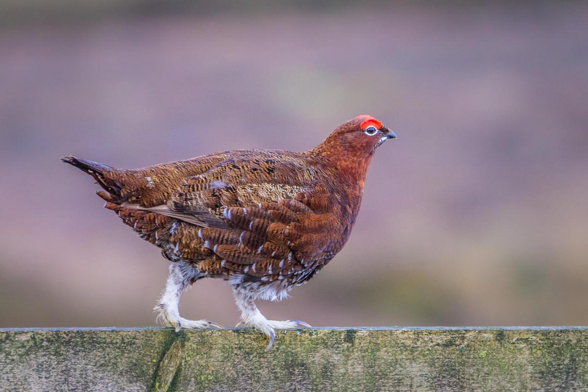 Chris Morton of Northallerton Camera Club has sent in this stunning picture of a Red Grouse on Grinton Moor that he took the weekend before last, showing the bird using a fence as a look-out post