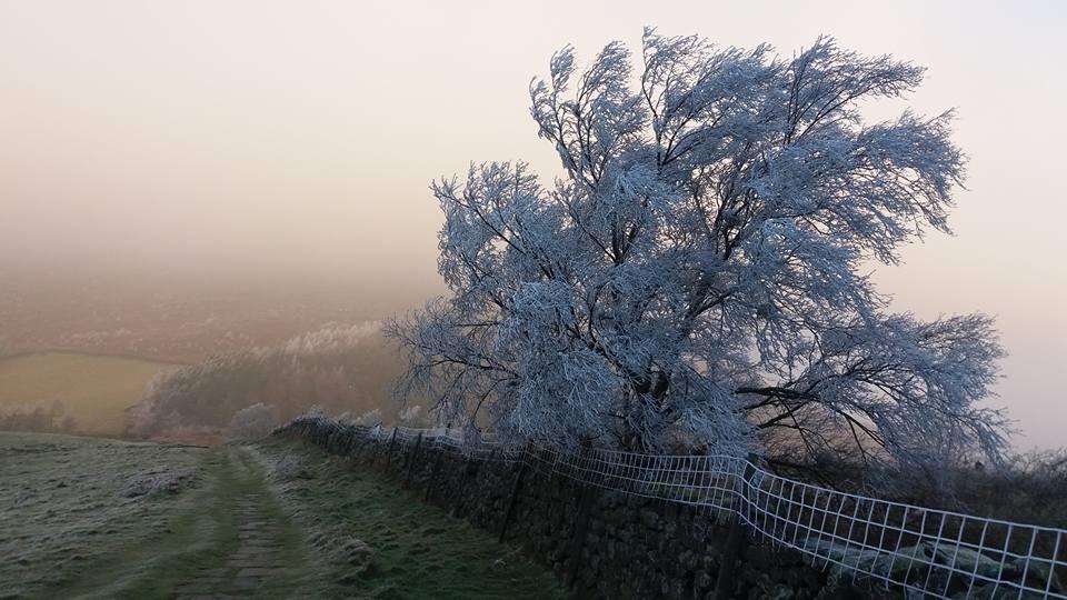 "I took this out walking on Clay Bank, Urra Moor, in the North York Moors one very cold morning last week," said Louise Cope of Chop Gate, Bilsdale. "There was freezing fog on the hills but the sun was trying to get through. All the trees were frozen whit