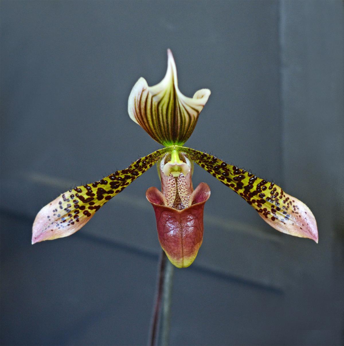 Richard Collier, of Northallerton Camera Club, took this picture of a paphiopedilum, or lady slipper orchid, at the recent show in Sadberge village hall by the Darlington and District Orchid Society