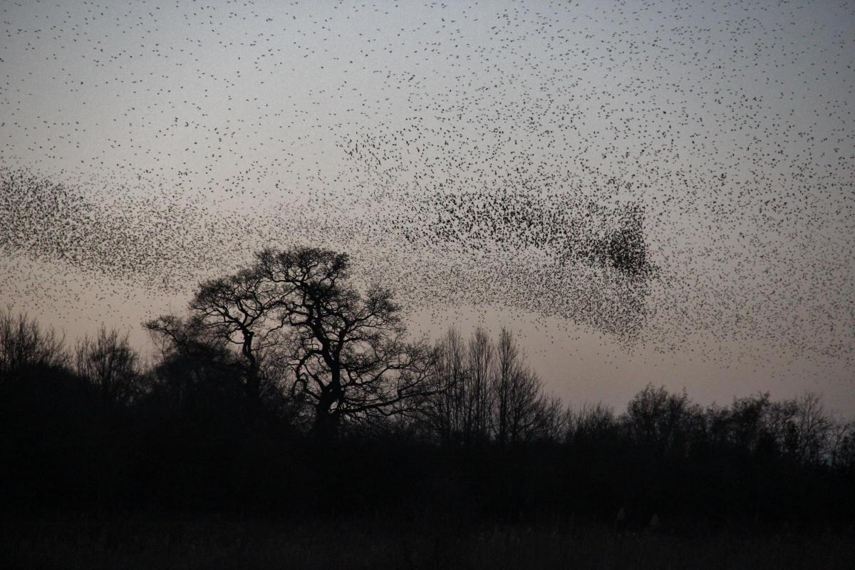 Andrew Gaines took this splendid picture of a murmuration of starlings at Nosterfield, near Bedale, on March 8