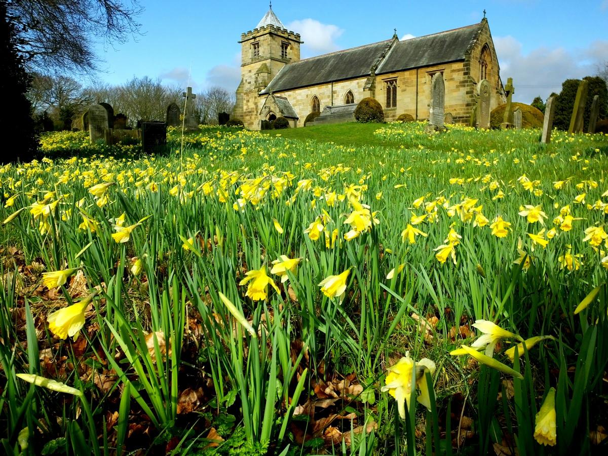 A beautiful, seasonal view of the daffodils coming into flower at All Saints Church, Crathorne, near Yarm by Tim Dunn of Stokesley