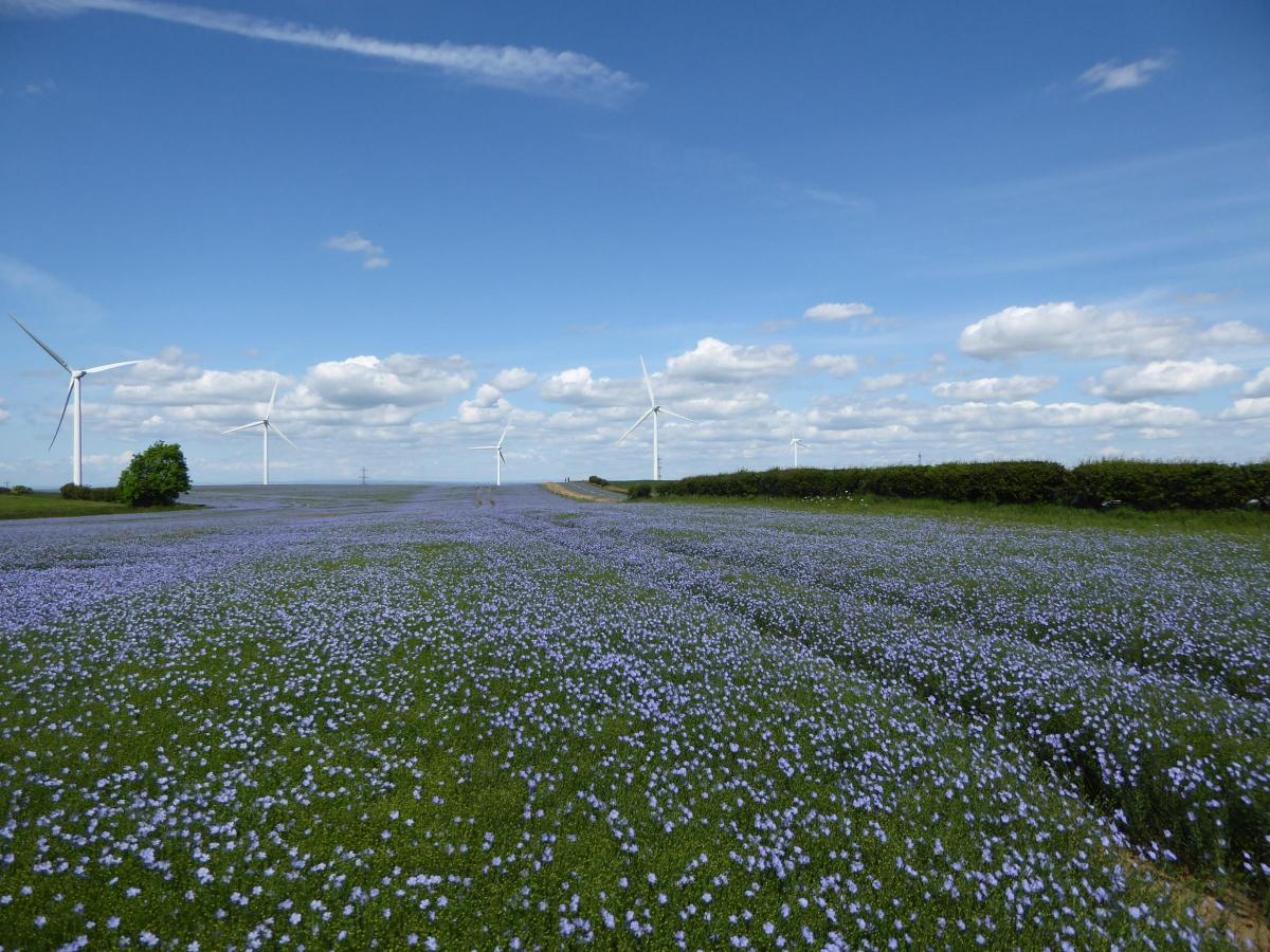 A wonderful view of blue sky and blue fields of the Linseed oil flower with the Seamer wind turbines in the background.
