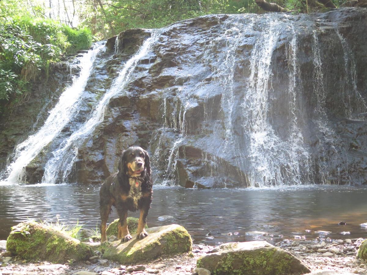 John Clark of Normanby captured this shot of his happy pooch, Sam, enjoying a cooling moment by Kildale waterfall on the North York Moors