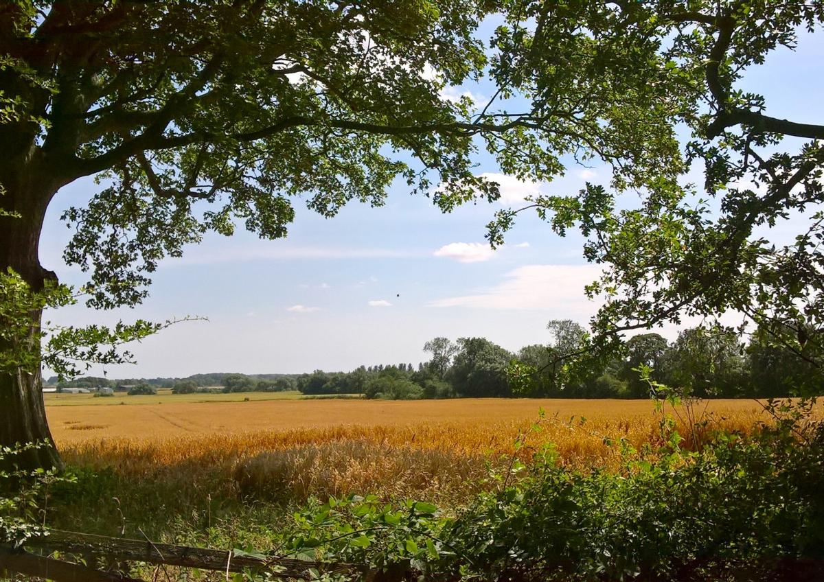 Libby Harding from Leeming captured this sun-soaked view of a field of gold while out strolling at nearby Aiskew.
