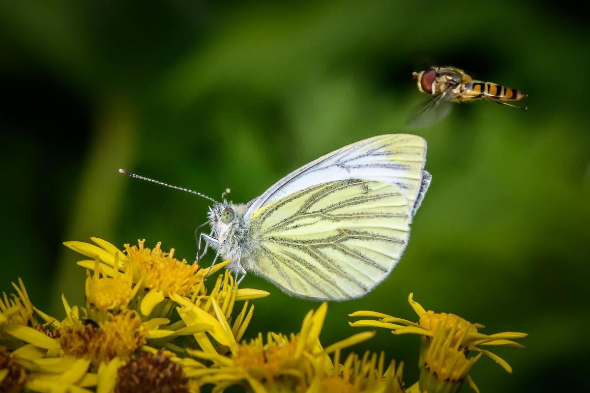 Chris Morton of Northallerton got up close to capture this stunning shot of a Green Veined White butterfly and hoverfly at High Batts Nature Reserve
