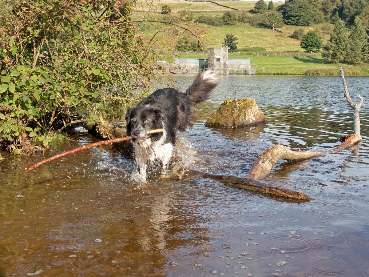 Northallerton Camera Club member Paul Dewey pictured his border collie Buddy retrieving a stick at Cod Beck Reservoir, near Osmotherley