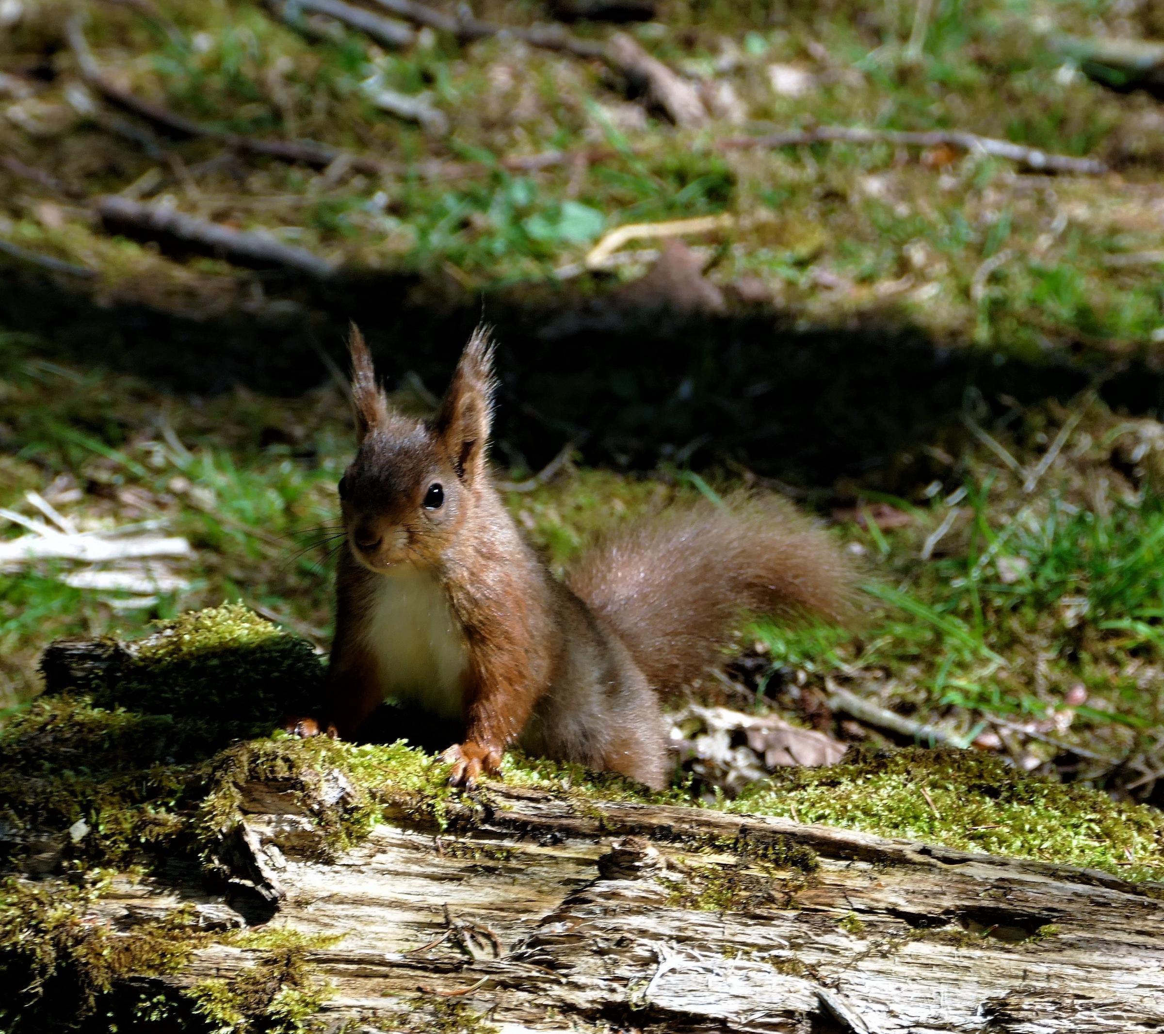 A red squirrel at Snaizeholme, pictured by reader John Walton