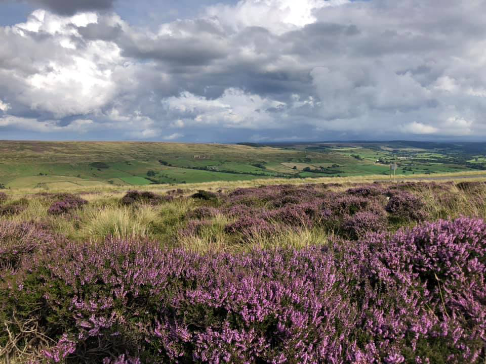 Rosedale heather. Picture: Nikki Bowling