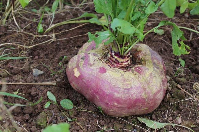 A turnip yesterday