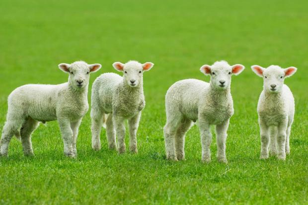 Check this year's younger lambs for nematodirus