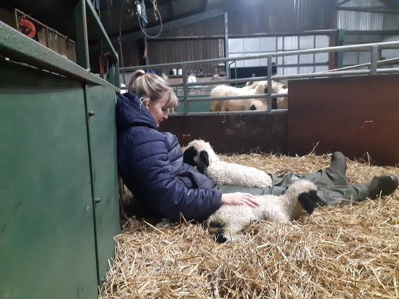 Time out with the Valais lambs
