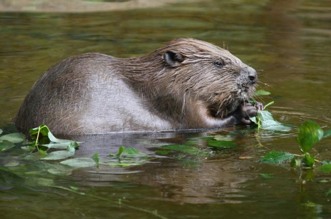 Defra plans to afford beavers legal protection