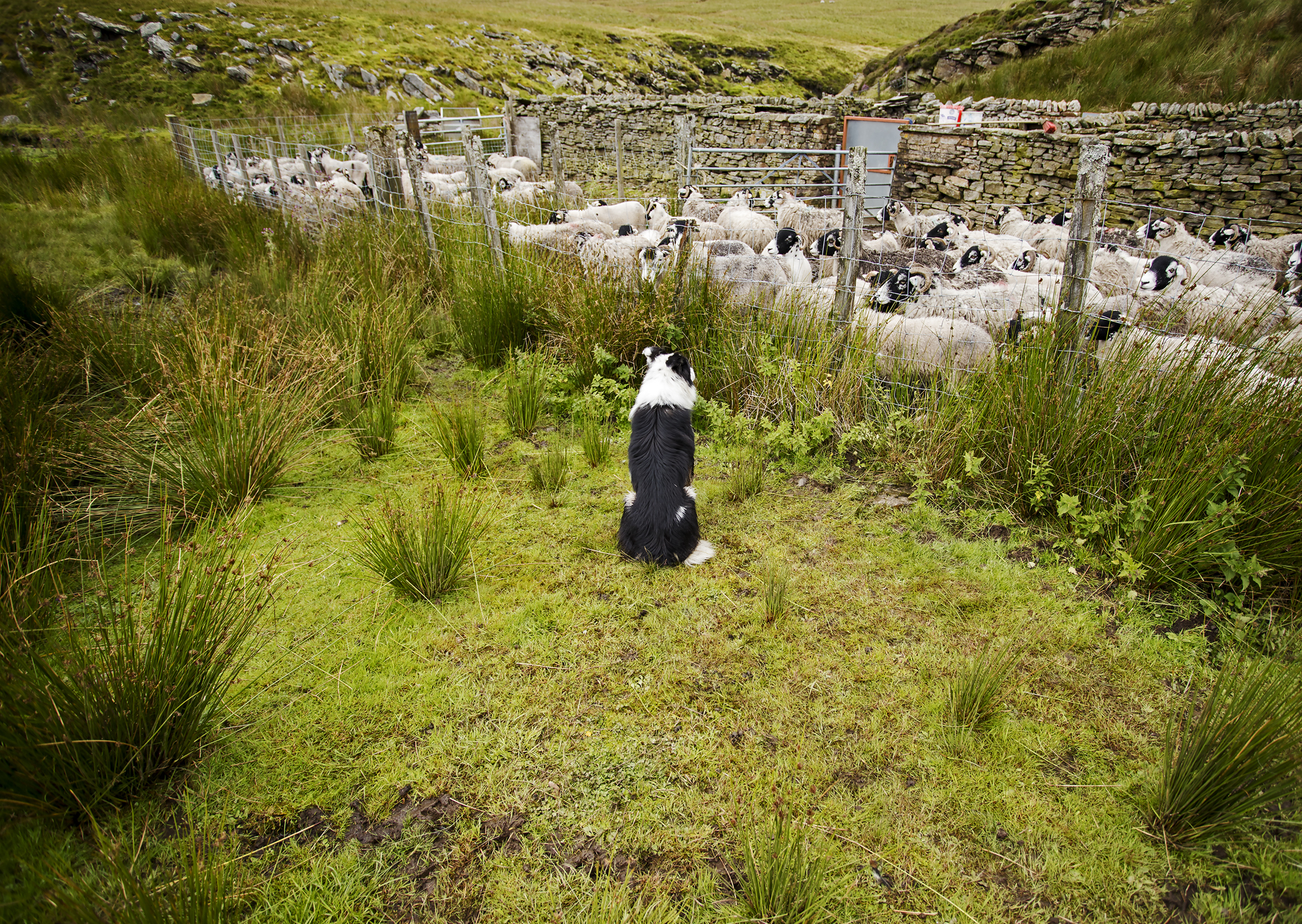 A sheepdog keeps a vigilant eye on the flock Picture: IAN SHORT