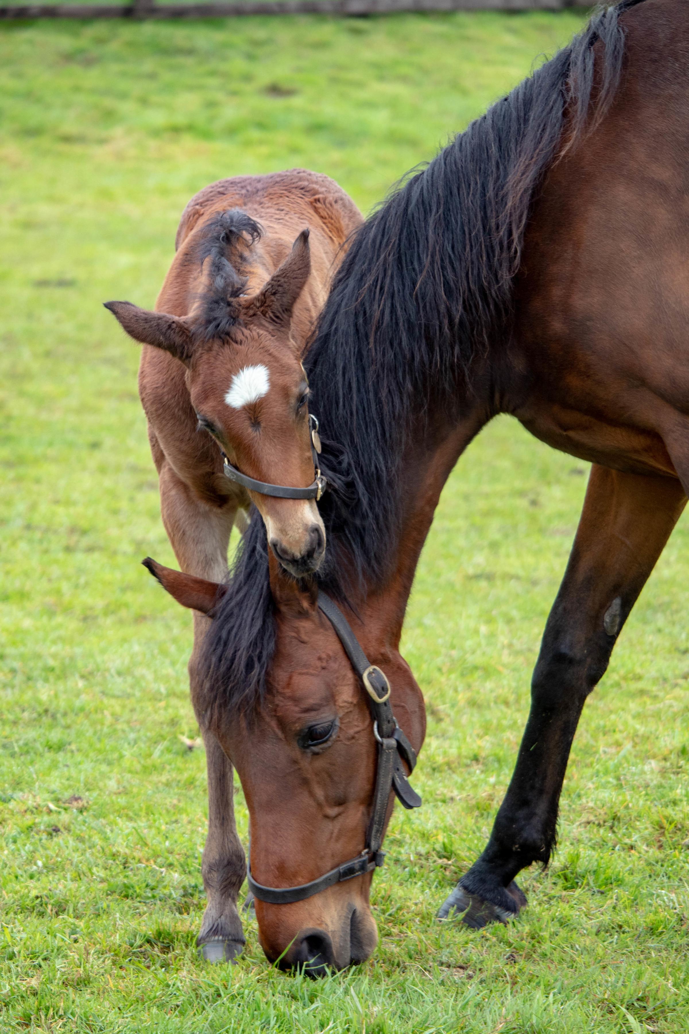 2. Another of the mares and her foal at Elwick Stud