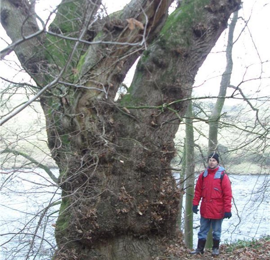Rodger Lowe, of Teesdale Heritage Trees, with the 700cm oak at Rokeby, near Barnard Castle, on the banks of the Greta