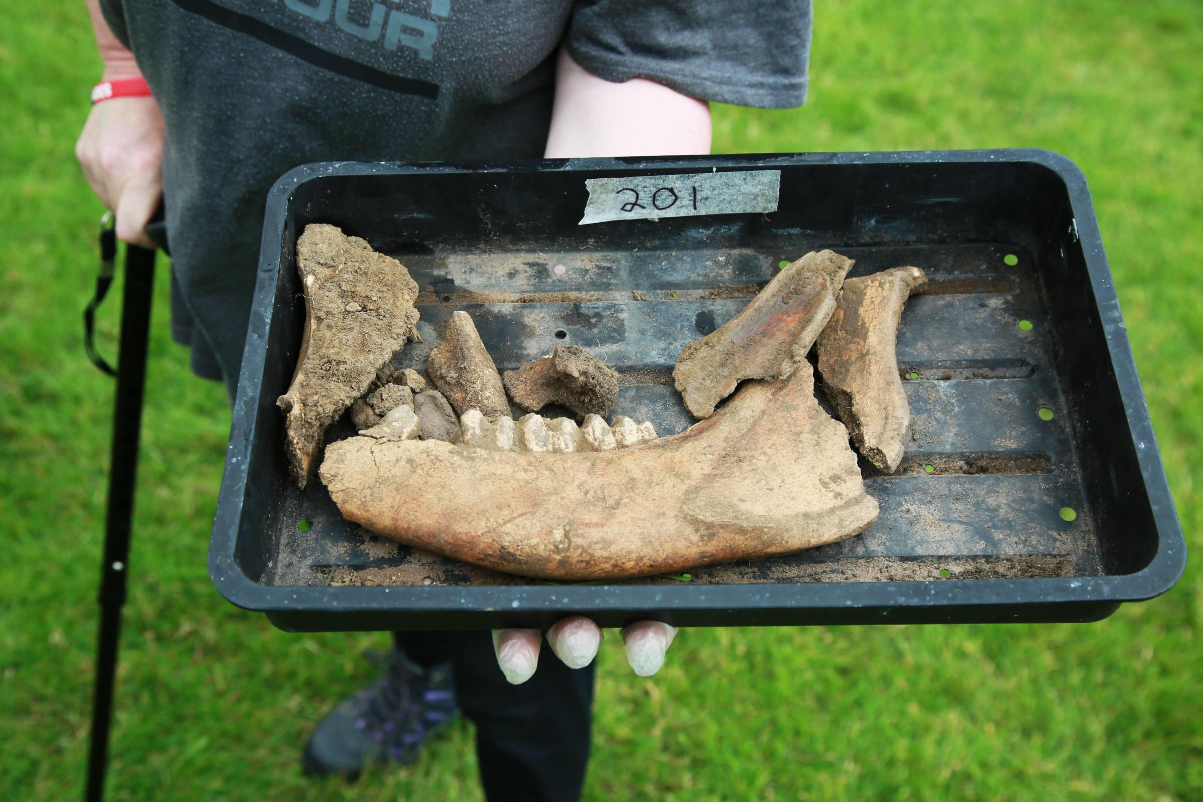 Animal bones found by Archaeologists at Richmond Castle during a summer dig Picture: SARAH CALDECOTT