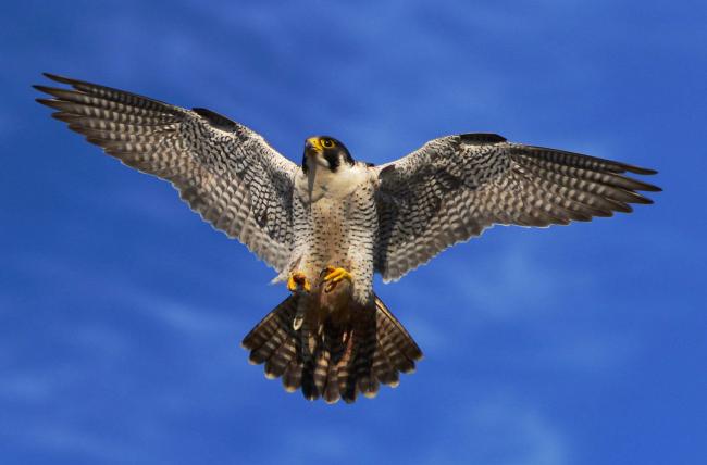 Peregrine falcon by Alexa Pereira