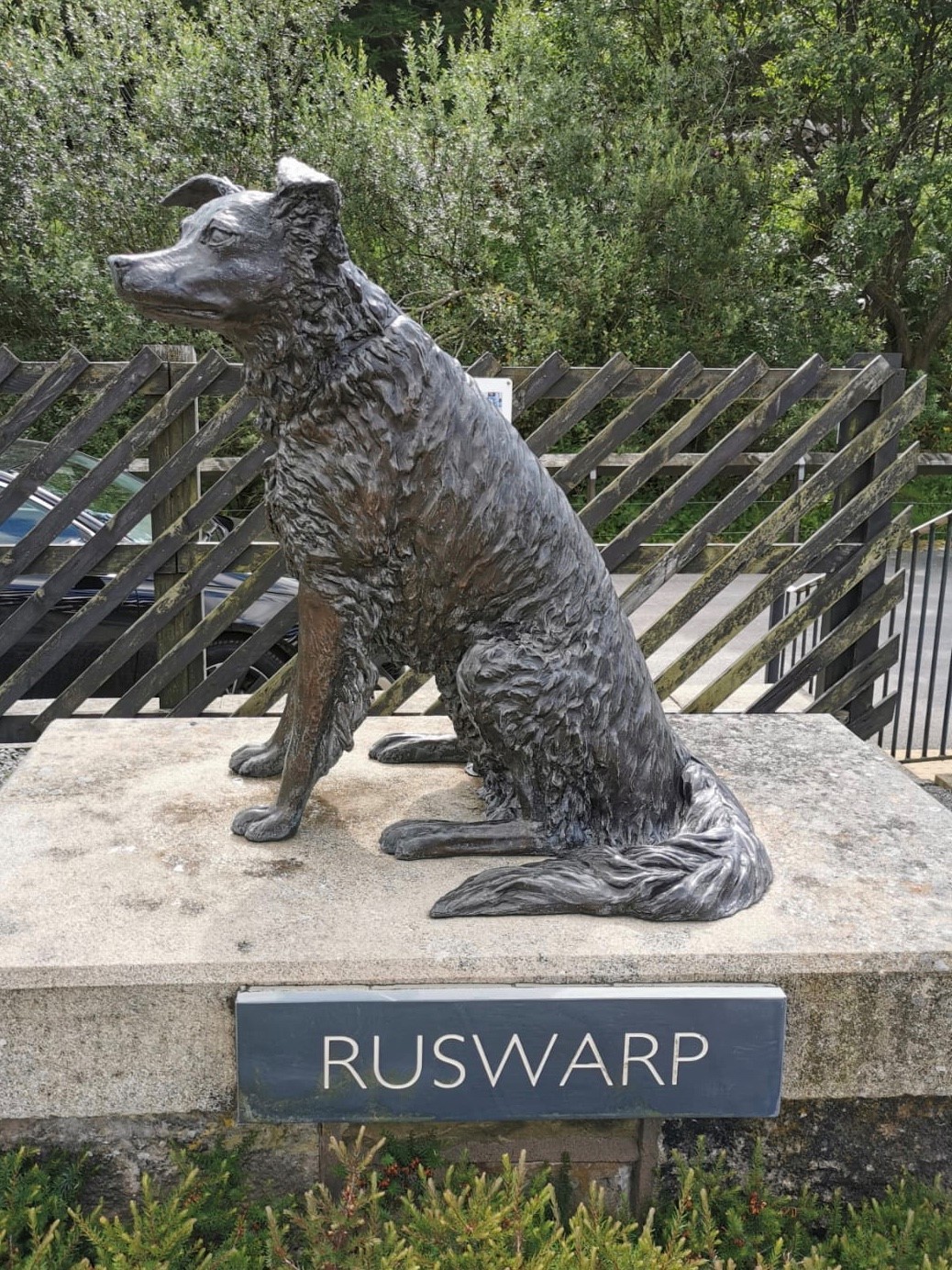 A Border Collie named Ruswarp and a unfortunate tale of dogged willpower