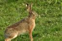 Police investigated hare coursing reports in east Cleveland