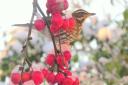 A Redwing on my crab apple tree