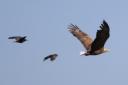 A White-tailed Eagle is chased by a couple of crows