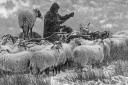 Chris Calvert foddering sheep in a blizzard Picture: IAN SHORT