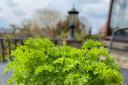 As well as being incredibly nutritious, parsley has many superstitions associated with it.
