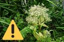 What to do if you spot these burn-causing toxic plants in County Durham and Darlington