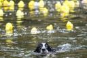 Pictures from a previous Richmond Duck Race