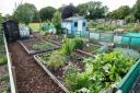 Plans for community garden and allotments in Northallerton (file image)