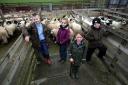 Stanhope Barrington Primary School lamb auction at  St John's Chapel Auction Mart