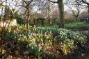 Snowdrops at Tudor Croft Gardens, Guisborough Picture: BRIAN GLEESON